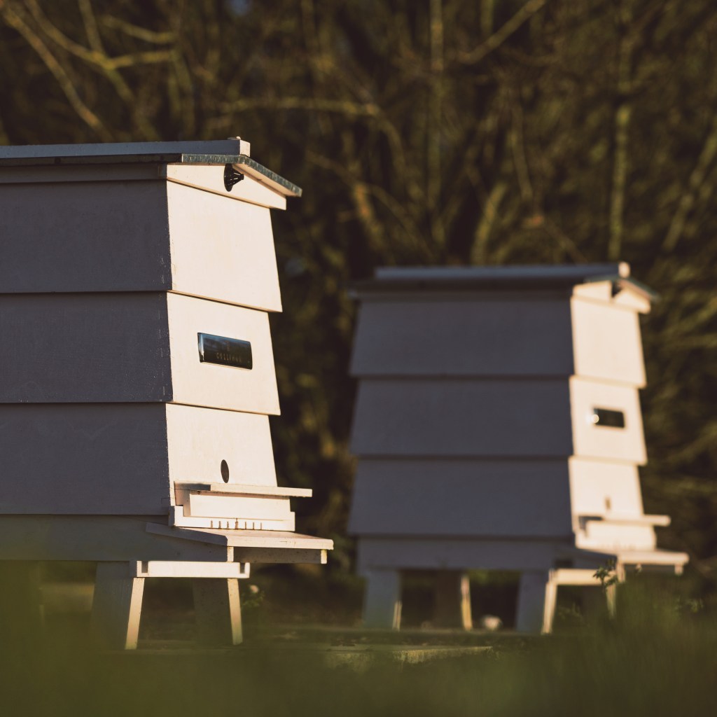 Traditional english-crafted wooden beehives at the Rools Royce Apiary.